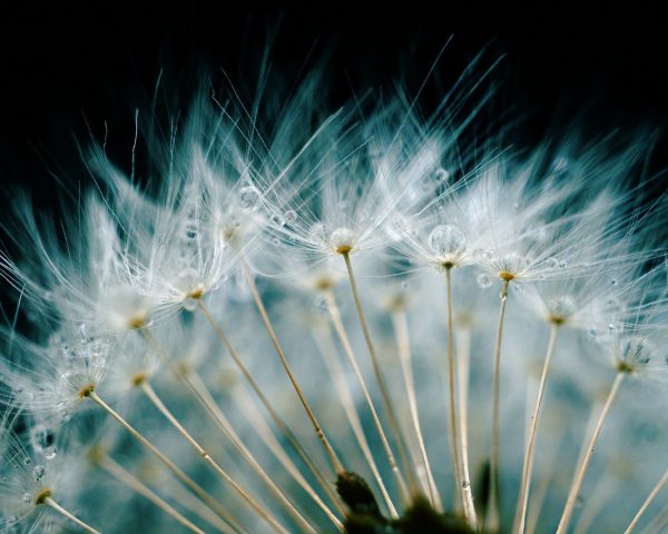 dandelion, flower, waterdrop-6767804.jpg